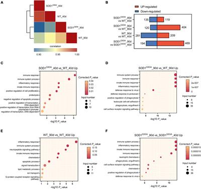 Bone Marrow Stromal Cell Antigen 2: Is a Potential Neuroinflammation Biomarker of SOD1G93A Mouse Model of Amyotrophic Lateral Sclerosis in Pre-symptomatic Stage